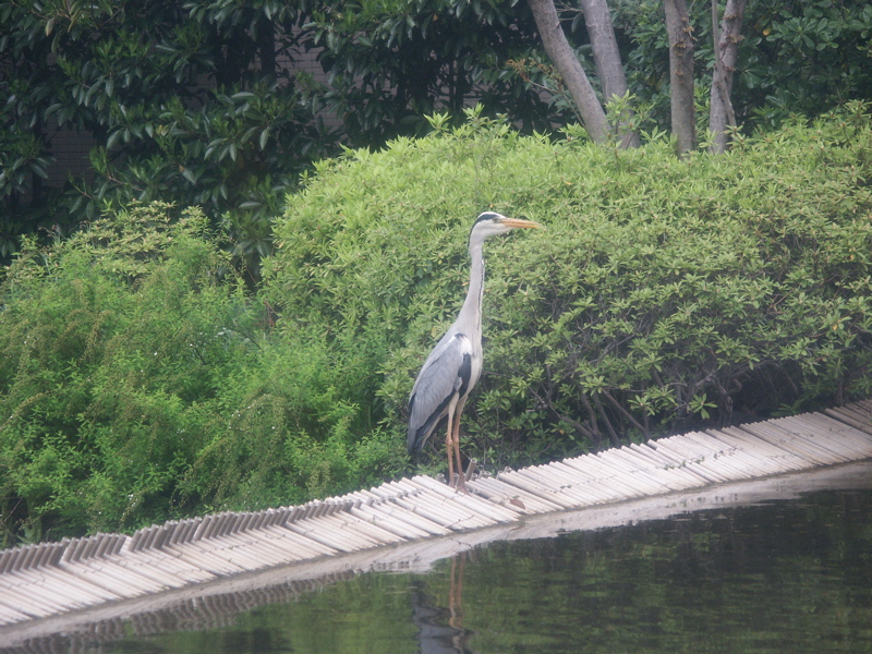 PICT0045.JPG